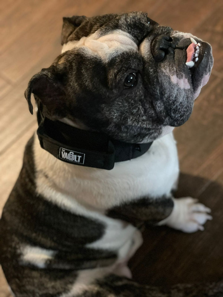 TVG Tactical Dog Collar